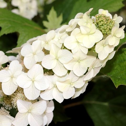 Hydrangea quercifolia 'Prinsnow'