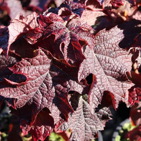 Hydrangeas - Warners Nurseries