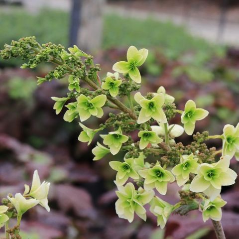 Hydrangea quercifolia 'Snow Flake'