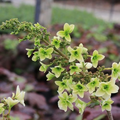 Hydrangea quercifolia 'Snow Flake'