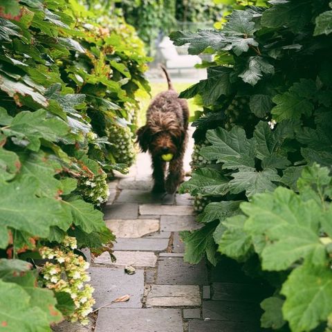 Hydrangea quercifolia 'Snow Flake'