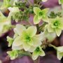 Hydrangea quercifolia 'Snow Flake'