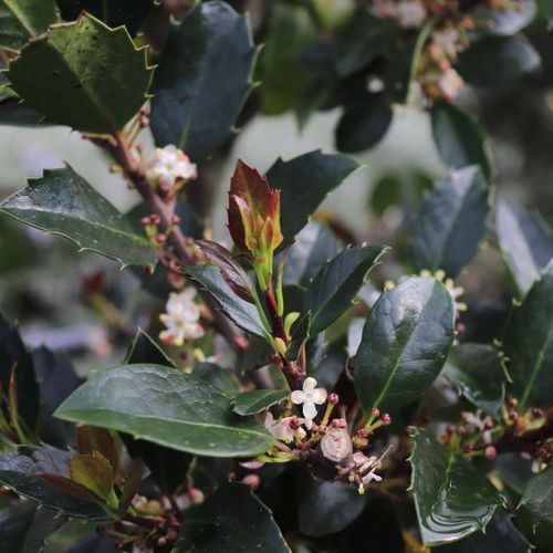 Ilex meserveae 'Heckenblau'