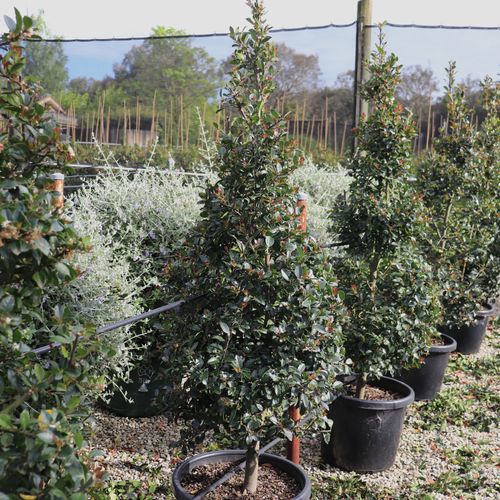 Ilex meserveae 'Heckenblau'