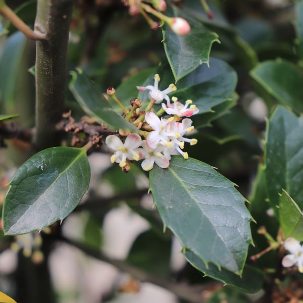 Ilex meserveae 'Heckenblau'