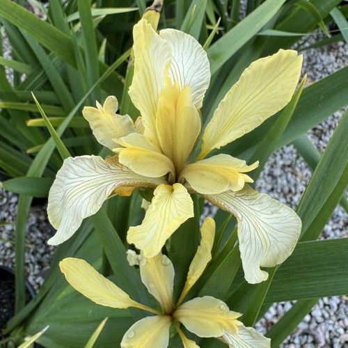 Iris foetidissima
