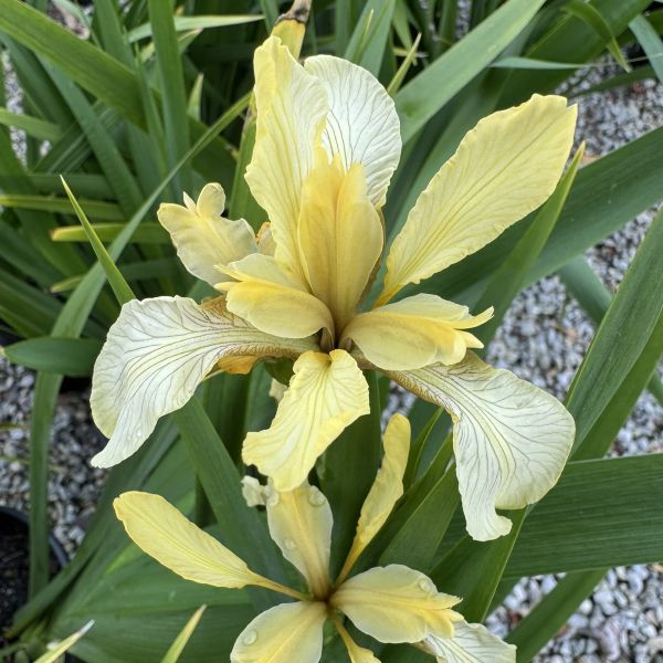 Iris foetidissima