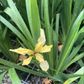 Iris foetidissima