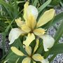 Iris foetidissima