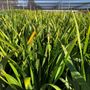 Iris foetidissima