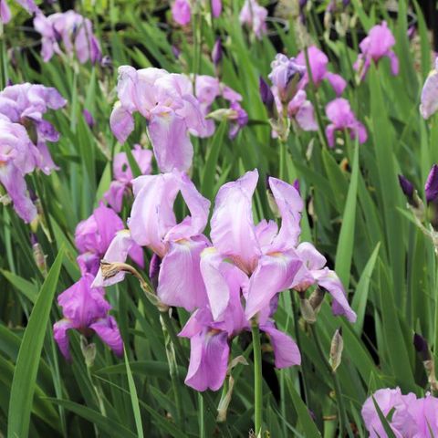 Iris pallida