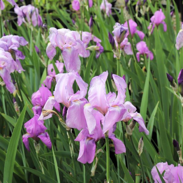 Iris pallida