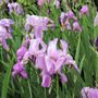 Iris pallida