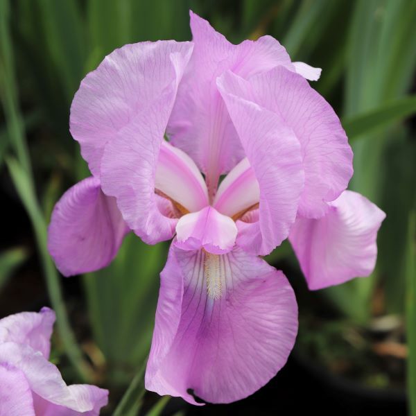 Iris pallida