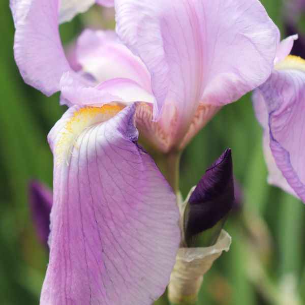 Iris pallida