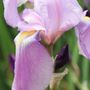 Iris pallida