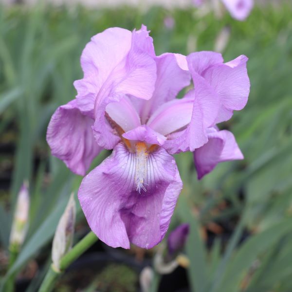 Iris pallida