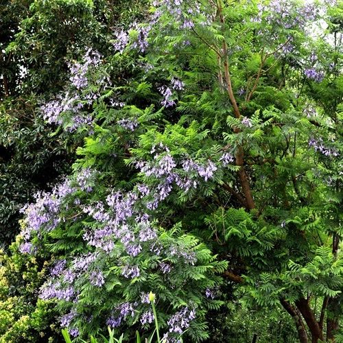 Jacaranda mimosifolia