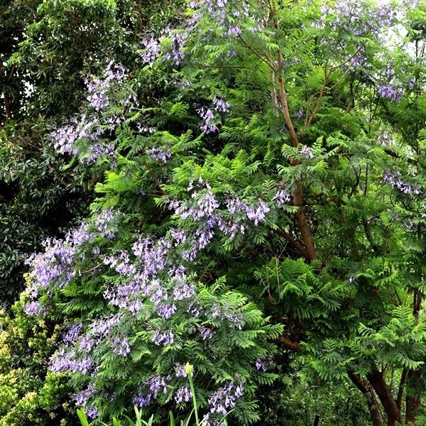 Jacaranda mimosifolia