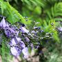 Jacaranda mimosifolia