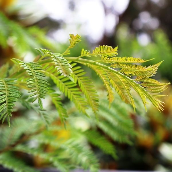 Jacaranda mimosifolia