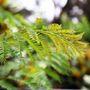 Jacaranda mimosifolia