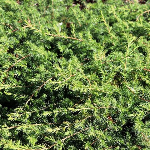 Juniperus conferta