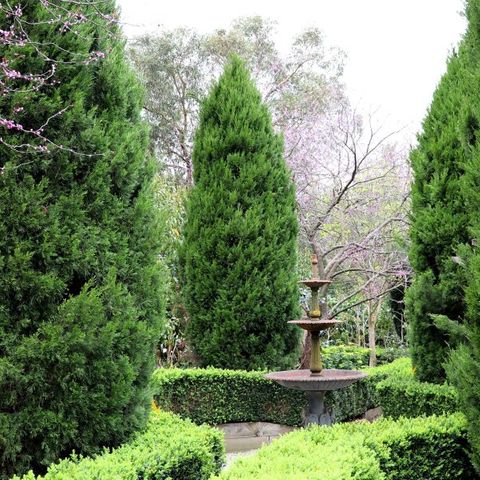 Juniperus chinensis 'Spartan'