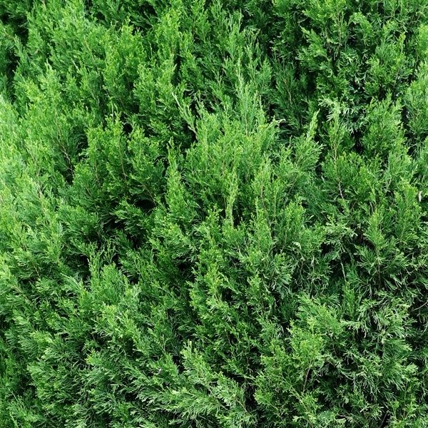 Juniperus chinensis 'Spartan'