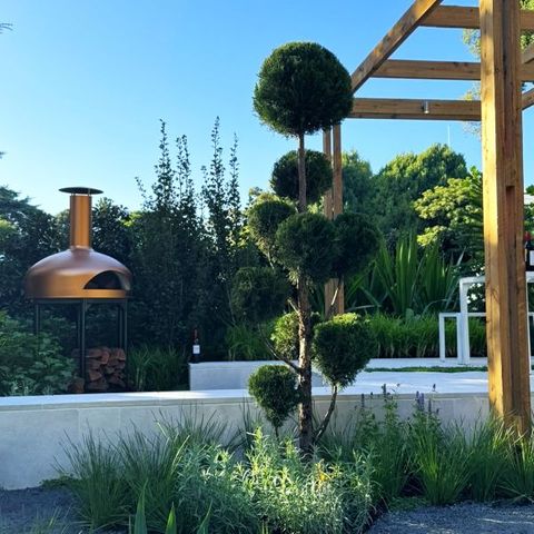 Juniperus chinensis 'Spartan' Cloud