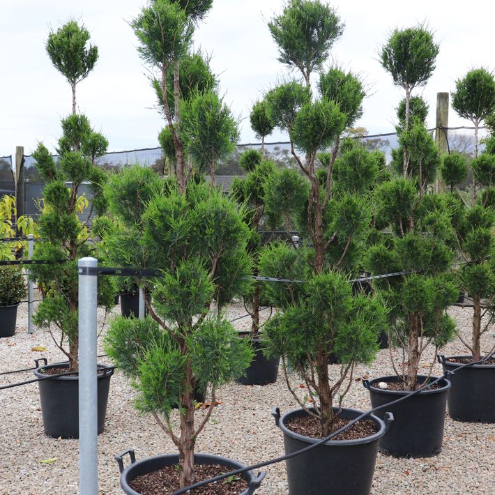Juniperus chinensis 'Spartan' Cloud
