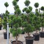 Juniperus chinensis 'Spartan' Cloud