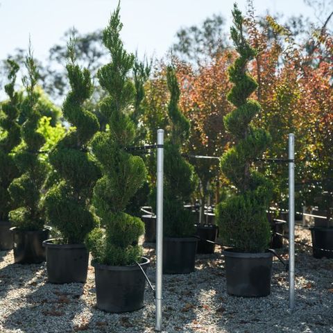 Juniperus chinensis 'Spartan' Spiral