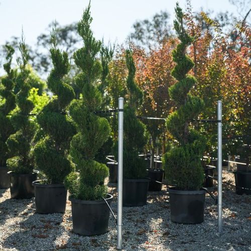 Juniperus chinensis 'Spartan' Spiral