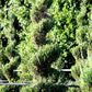 Juniperus chinensis 'Spartan' Spiral
