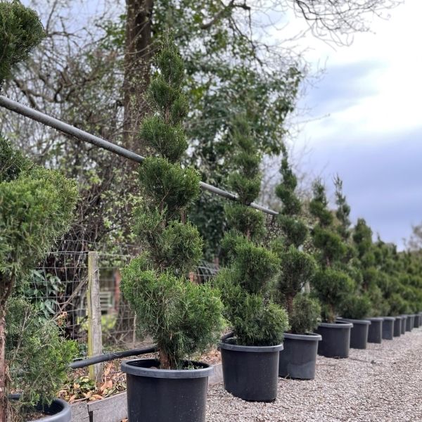 Juniperus chinensis 'Spartan' Spiral