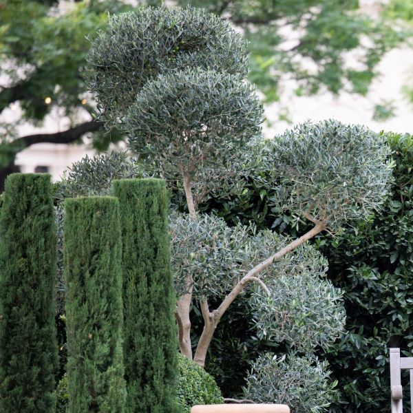 Olea europaea Cloud