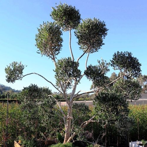 Olea europaea Cloud