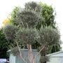 Olea europaea Cloud