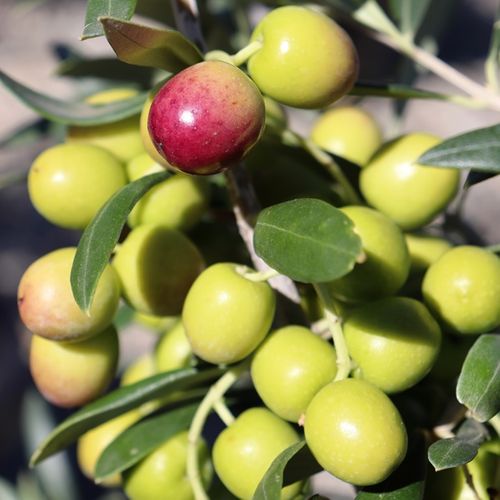 Olea europaea 'Garden Harvest'