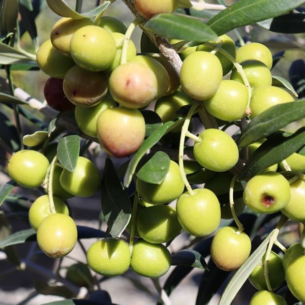 Olea europaea 'Garden Harvest'