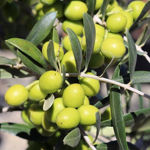 Olea europaea 'Garden Harvest'