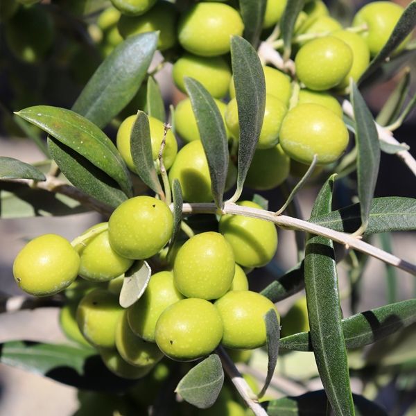 Olea europaea 'Garden Harvest'