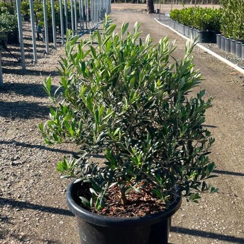 Olea europaea 'Garden Harvest' Ball