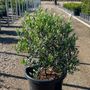 Olea europaea 'Garden Harvest' Ball