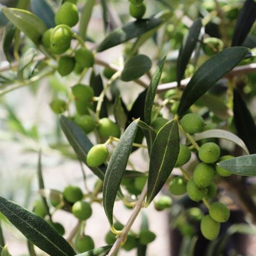 Olea europaea 'Garden Harvest' Ball