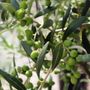 Olea europaea 'Garden Harvest' Ball