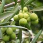 Olea europaea 'Del Morocco' Pleached