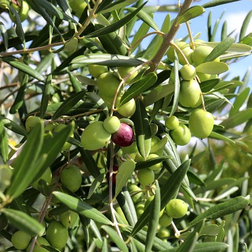 Olea europaea 'Del Morocco' Standard