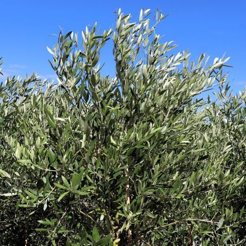 Olea europaea 'Kalamata'